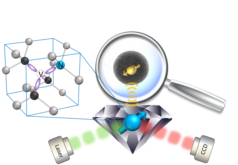 科学家利用量子磁力显微术来研究鸟类的磁感机制