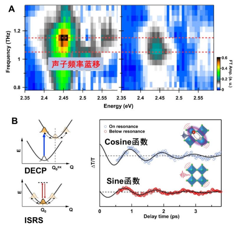 北京量子信息科学研究院超快光谱学团队与合作者在激子极化子探测方面取得新进展