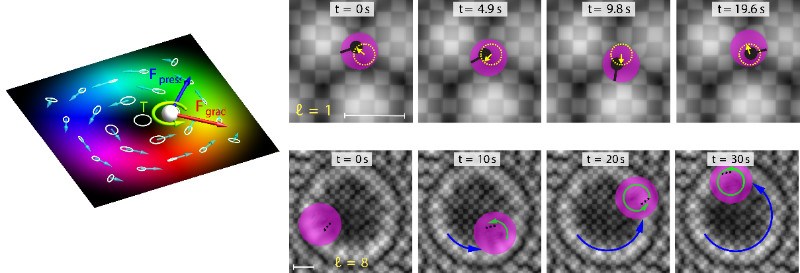 复旦大学资剑、石磊研究团队与合作者实现利用水波拓扑结构操控粒子