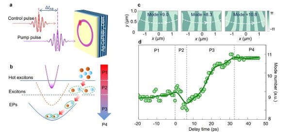 国家纳米科学中心刘新风课题组实现激子极化激元中高阶轨道模式的全光超快调控