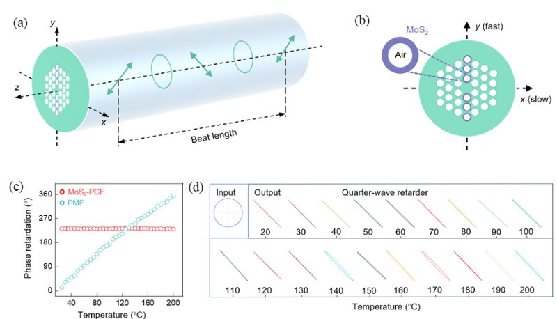 华南师范大学与合作者在《Advanced Materials》发表二维材料光纤相关重要研究成果