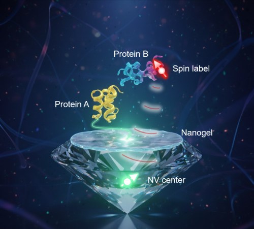 中国科大利用量子弛豫实现单分子水平生物分子相互作用检测