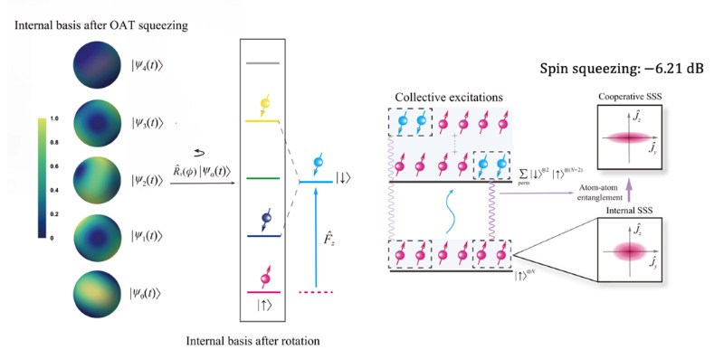 复旦大学物理学系肖艳红课题组实现原子内态自旋和集体自旋的协同压缩