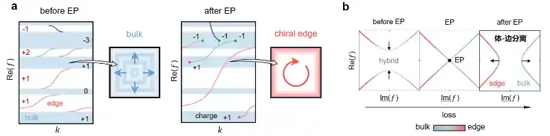 光量子霍尔态的非厄米“体—边分离”效应