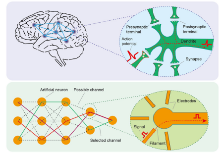 中国科大在人工神经元突触的量子成像取得重要进展