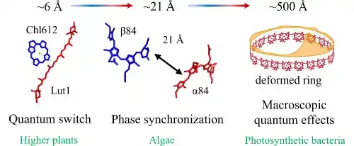 光合作用中的多尺度生物量子效应