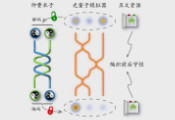 中国科大在任意子光量子模拟中取得重要进展