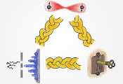 科学家发现叠加和纠缠这两种奇怪量子现象之间的新联系