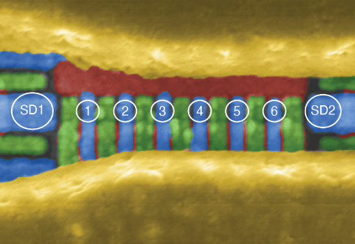 QuTech演示完全控制的6量子比特硅基自旋量子处理器