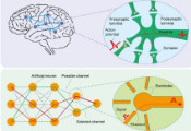 中国科大在人工神经元突触的量子成像取得重要进展
