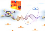 科学家们发现量子纠缠可以增强准粒子的抗杂质散射能力