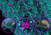 量子生物学领域的新发现：量子效应或可为预防阿尔茨海默症带来曙光