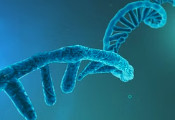 Fermioniq与莫德纳和IBM合作开发出可预测mRNA二级结构的量子算法