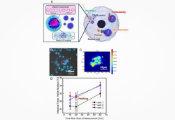 科学家开发出分子量子纳米传感器，可精准检测活细胞内的温度与自由基信号