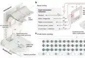 两篇独立《自然》研究：半导体自旋量子比特互连与操控迎来双重突破