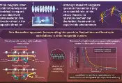 日本研究团队揭示手性磁体非互易电流与近藤效应的量子关联