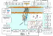 QMatter联合多家机构实现百万原子级生物分子的多尺度量子-经典混合模拟